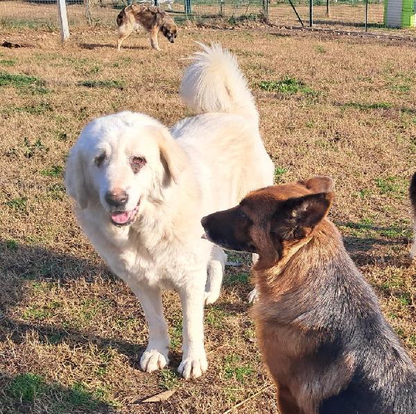 Vit@, cagnolona dolcissima in cerca di una bella famiglia Foto 7